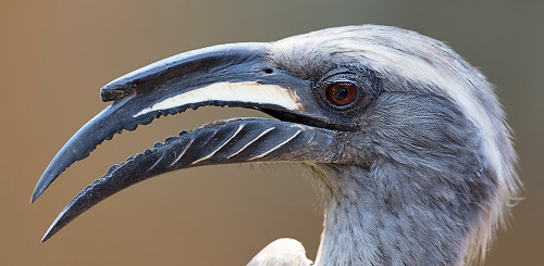 Grey Hornbill male